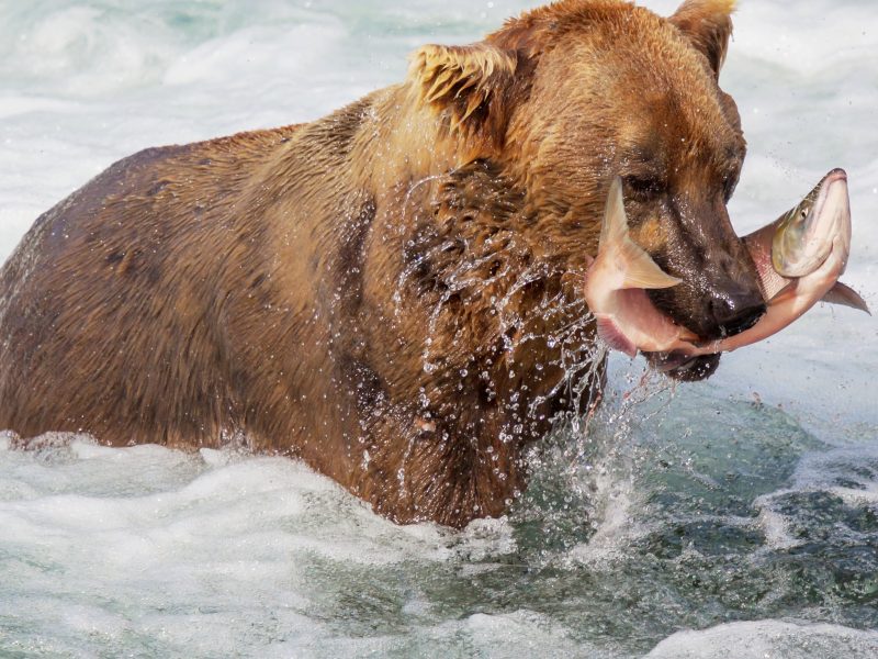 Grizzly bears catching salmon